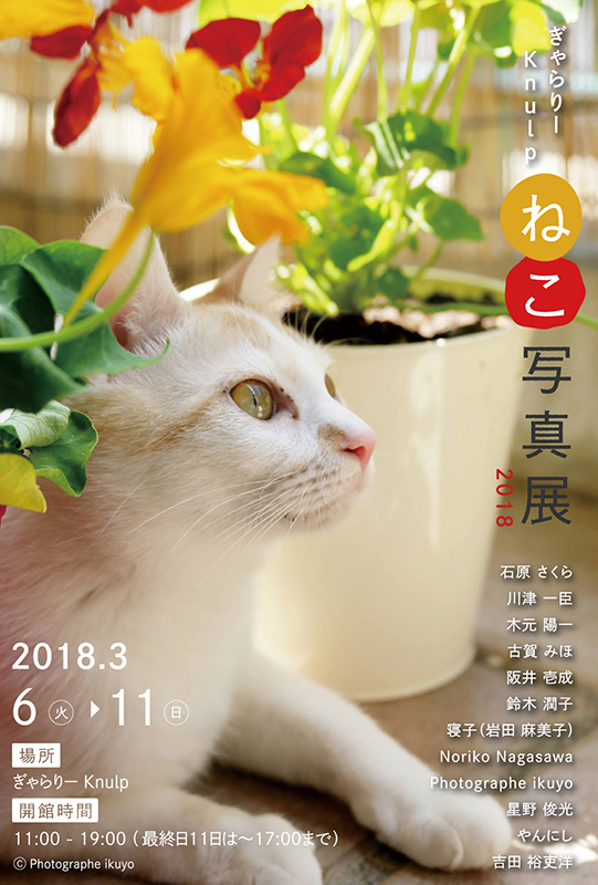 ぎゃらりーKnulp ねこ写真展2018_c0194541_17375642.jpg