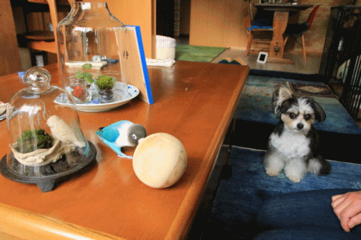 c0145250_10041604.gif