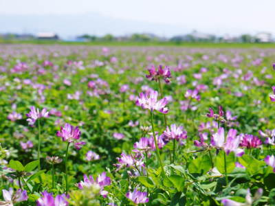 熊本の美味しいお米（七城米、菊池水源棚田米、無農薬砂田のれんげ米）大好評発売中！こだわり紹介　その３_a0254656_17535275.jpg