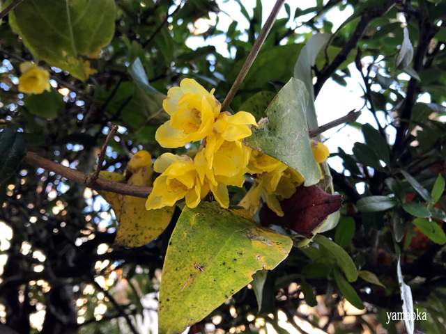 書くのではなく、ある、ということ。 : ふらんす堂編集日記 By YAMAOKA