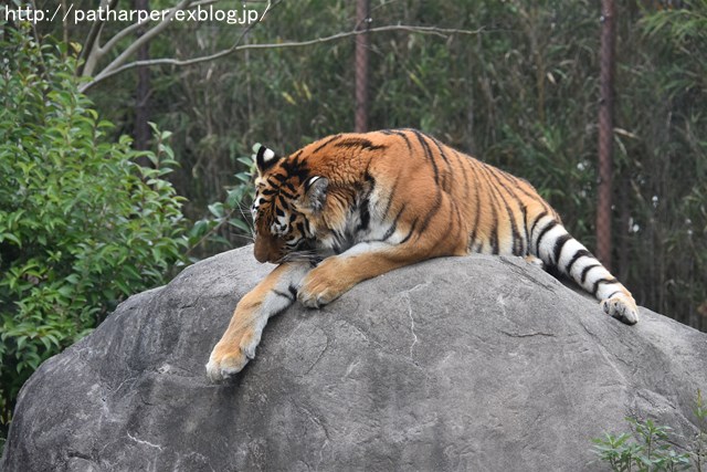 ２０１７年１１月　とくしま動物園　その２_a0052986_23452359.jpg