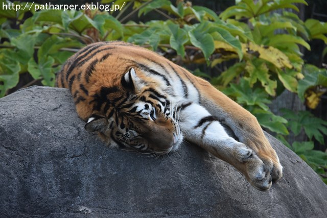 ２０１７年１１月　とくしま動物園　その２_a0052986_2348623.jpg