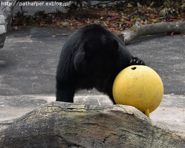 ２０１７年１１月　とくしま動物園　その２_a0052986_7412575.jpg