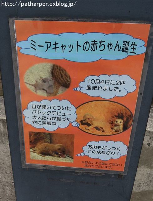 ２０１７年１１月　とくしま動物園　その２_a0052986_7484177.jpg