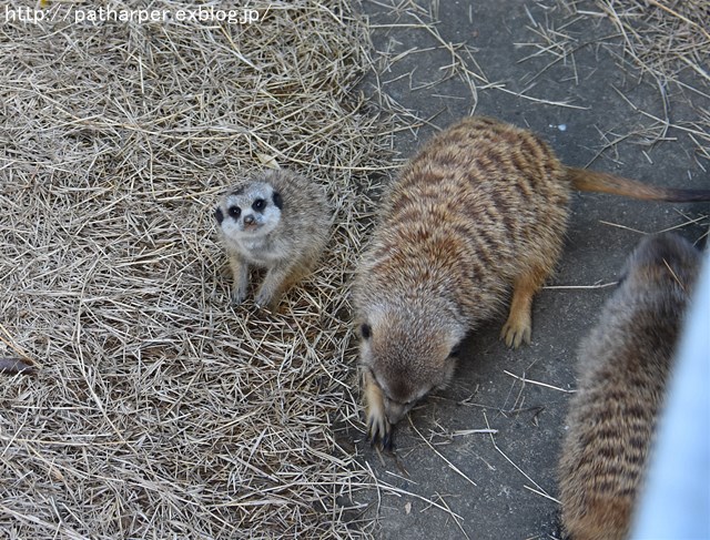 ２０１７年１１月　とくしま動物園　その２_a0052986_7511813.jpg