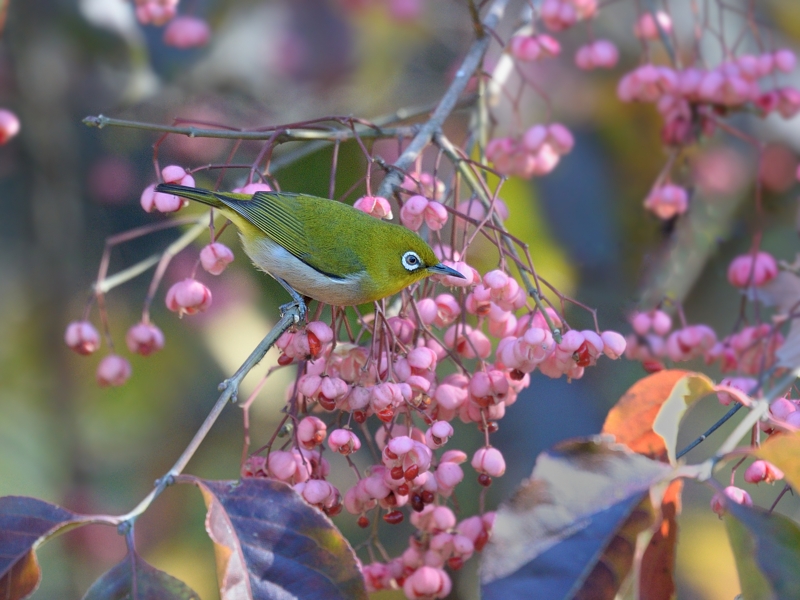 マユミの実とメジロたち   _a0204089_6125724.jpg