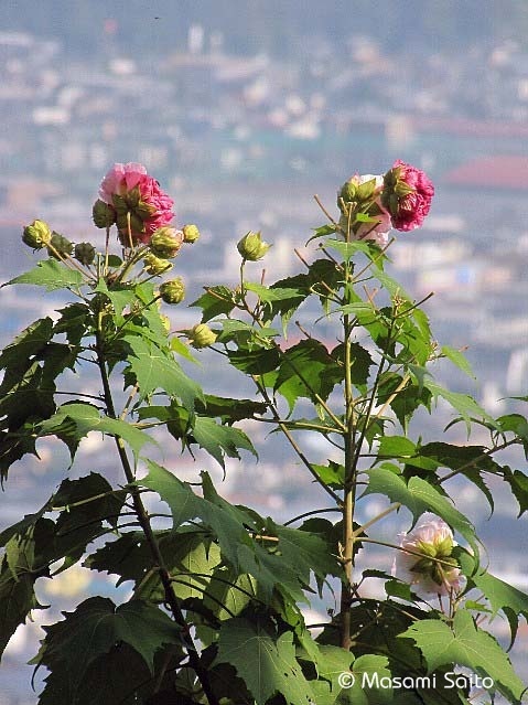 スイフヨウ 酔芙蓉 草花と自然blog