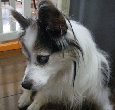 a0030594_21404556.gif
