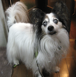 a0030594_21593247.gif