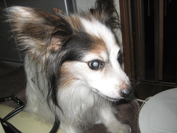 a0030594_22005681.gif