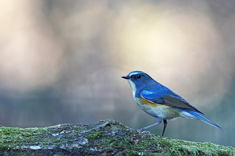 青い鳥で幸運を ルリビタキ 武蔵野の野鳥
