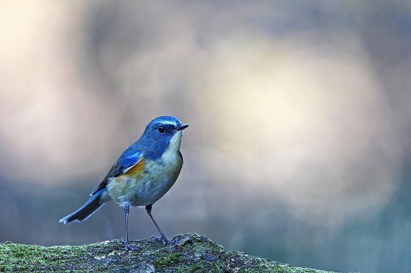 青い鳥で幸運を ルリビタキ 武蔵野の野鳥