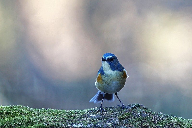 青い鳥で幸運を ルリビタキ 武蔵野の野鳥