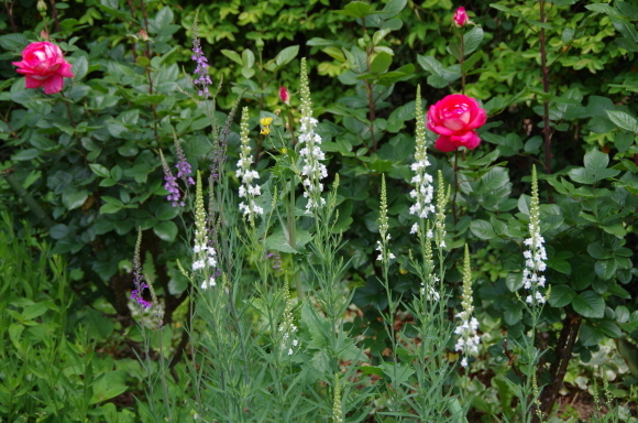 薔薇庭に植える花　Ⅱ_b0356401_22162690.jpg