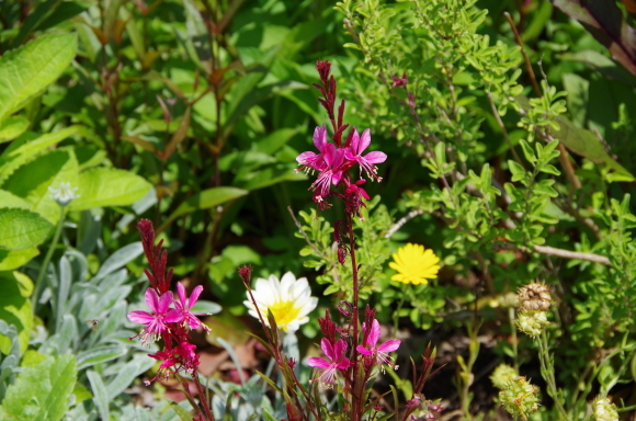 薔薇庭に植える花　Ⅱ_b0356401_22181604.jpg