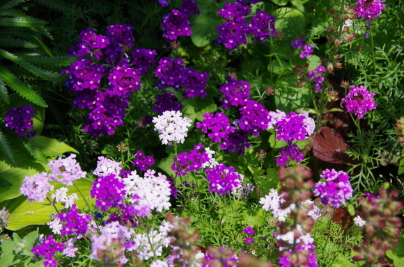 薔薇庭に植える花　Ⅱ_b0356401_22190785.jpg