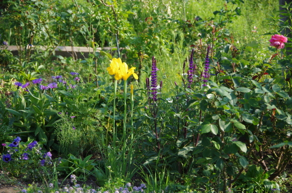 薔薇庭に植える花　Ⅱ_b0356401_22203087.jpg