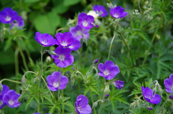 薔薇庭に植える花　Ⅱ_b0356401_22272291.jpg