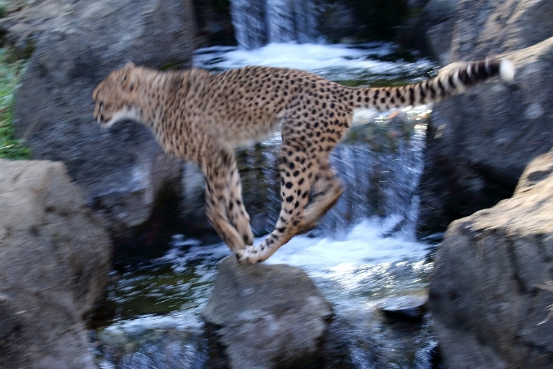 ネコ好きにはたまりません。チーター3兄弟＆チーター4兄弟（多摩