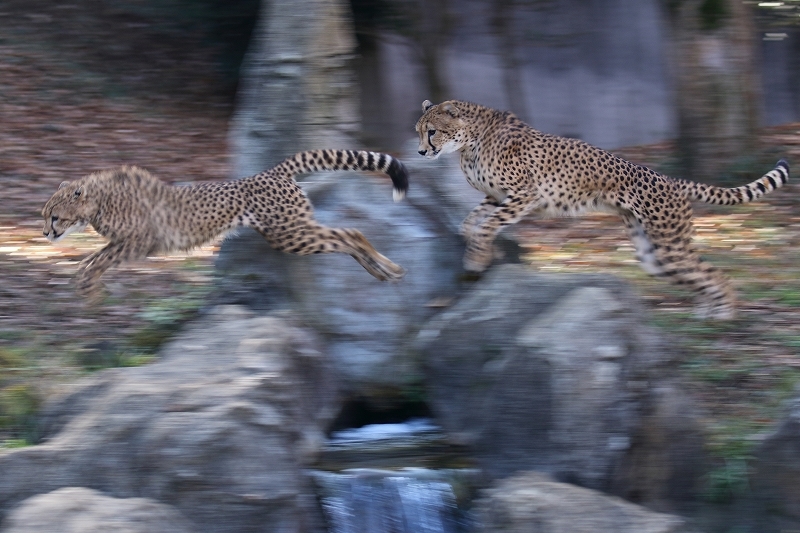 ネコ好きにはたまりません。チーター3兄弟＆チーター4兄弟（多摩