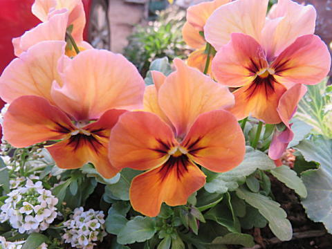 d0046702_07020019.jpg