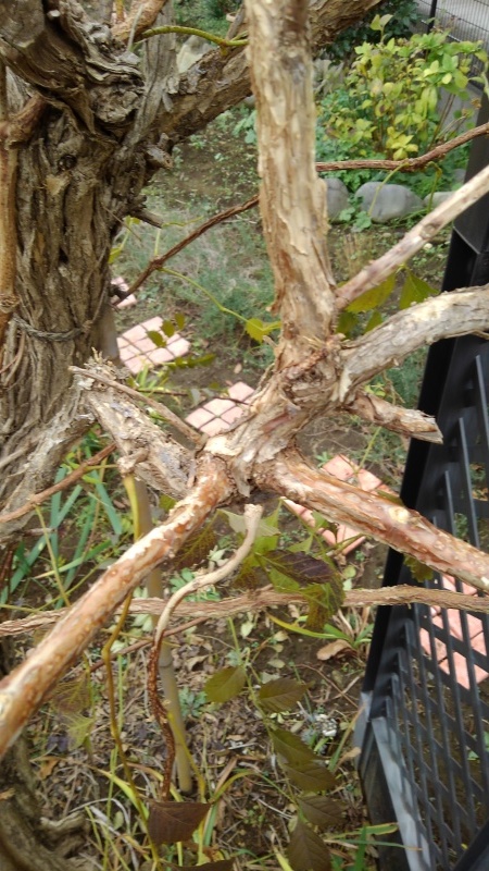 ノウゼンカズラの剪定 うちの庭の備忘録 Green S Garden ノウゼンカズラの剪定 うちの庭の備忘録 Green S Garden