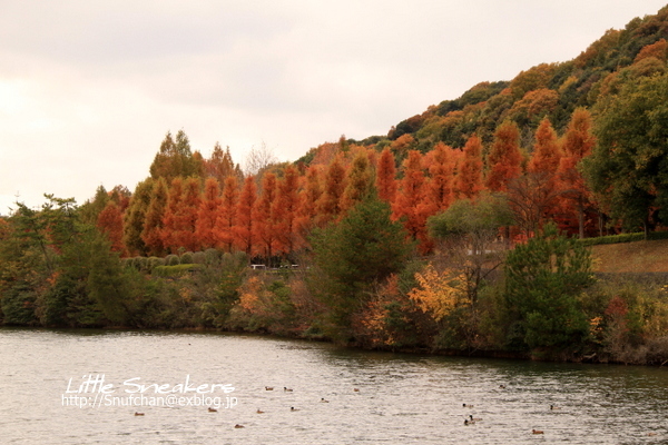 今年の紅葉 2017⑧＠鏡山公園_a0068913_16514221.jpg