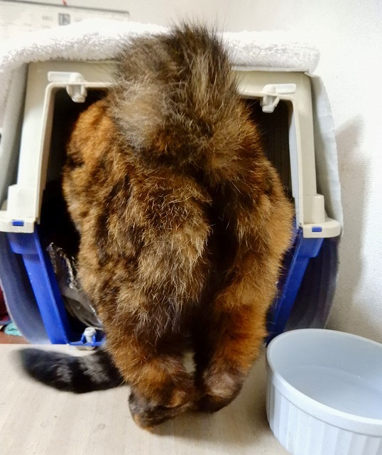 俺専用のベッド大人気!_b0166128_09383496.jpg