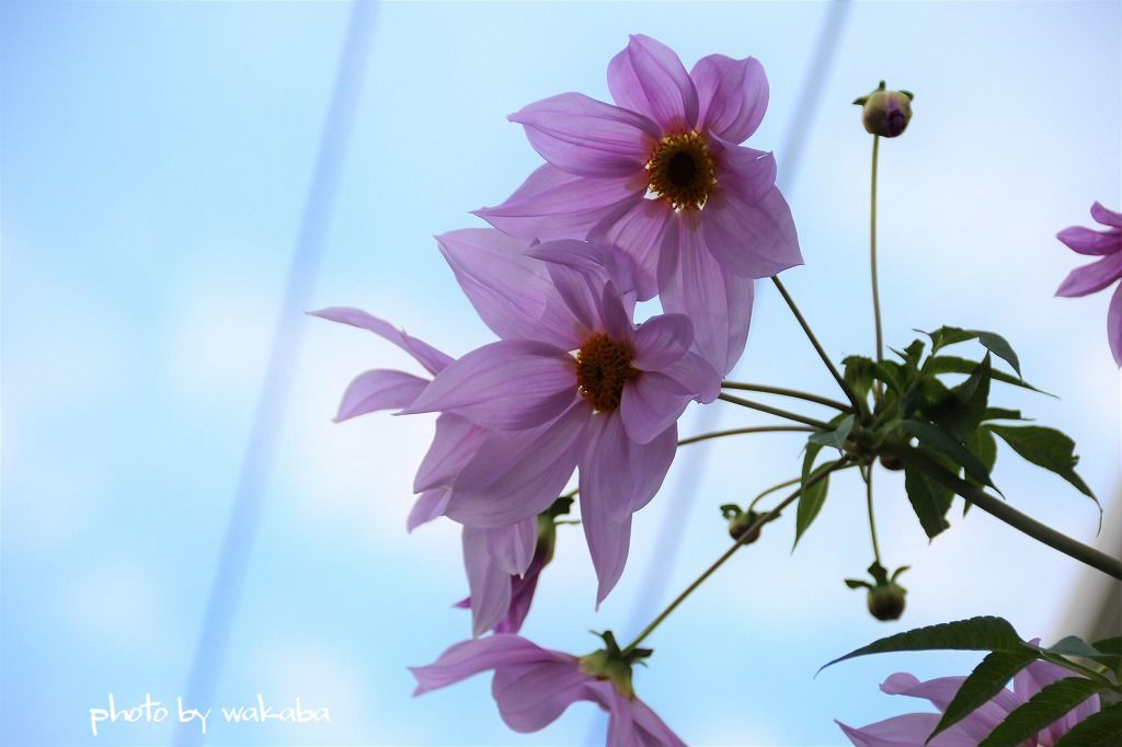 皇帝ダリアの花が霜で元気なくなってきています(-_-;)_e0052135_22440355.jpg