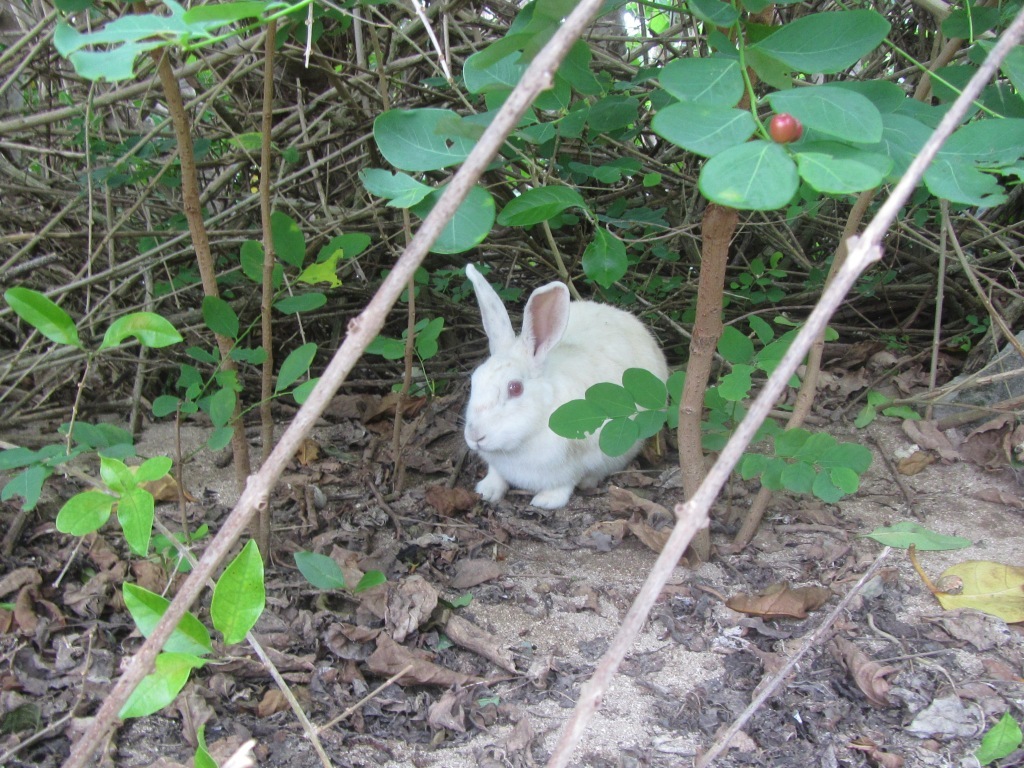 ウサギの島へ初上陸っ！！_a0189838_05322403.jpg