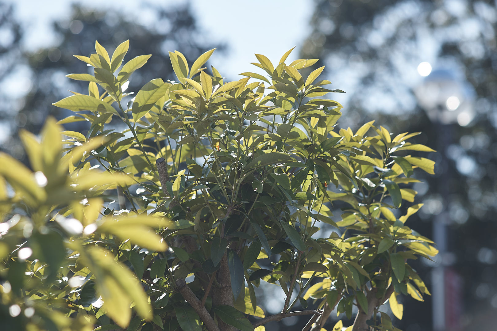 LEICA TELE-ELMAR 135mm F4.0とMinolta MC TELE ROKKOR-PF 135mm F2.8 の撮り比べ_d0349141_14112706.jpg