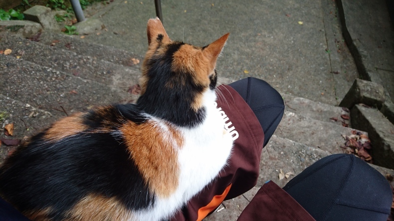 愛猫家としての矜持 福岡市西区の整骨院で働く柔道整復師の徒然日記 愛猫家としての矜持 福岡市西区の整骨院で働く柔道整復師の徒然日記