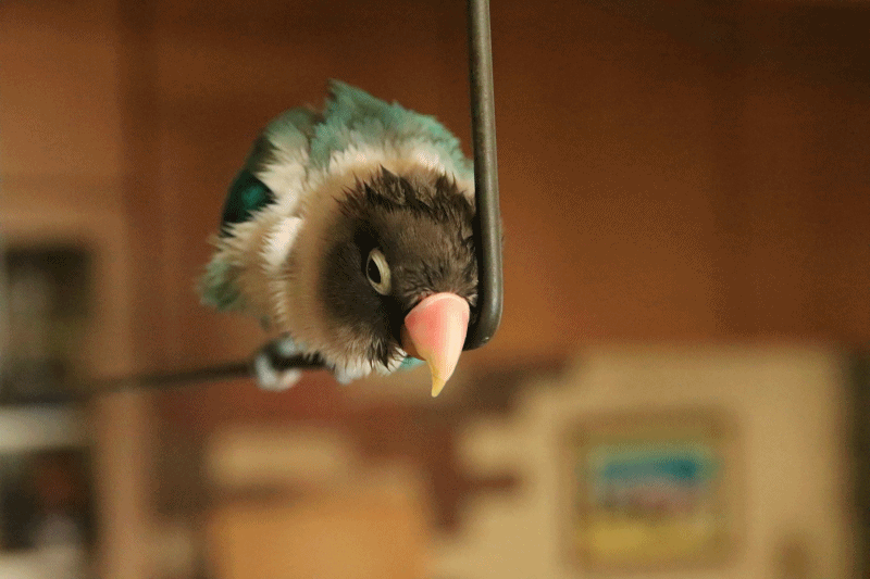 c0145250_09494821.gif
