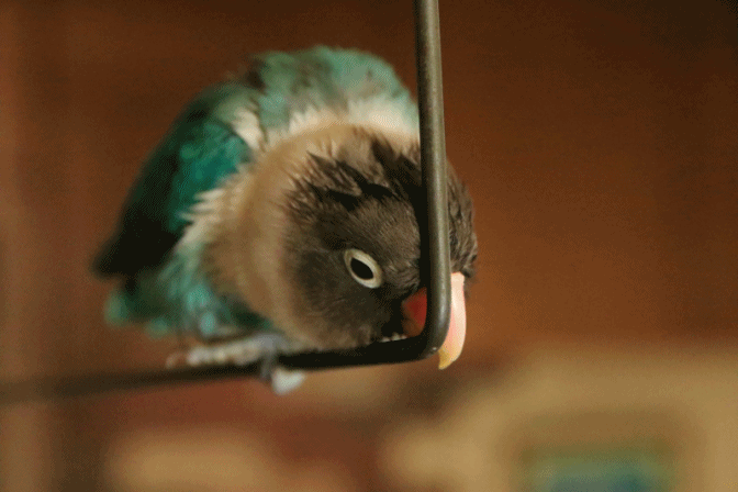 c0145250_09495338.gif