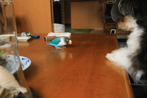 c0145250_10050012.gif
