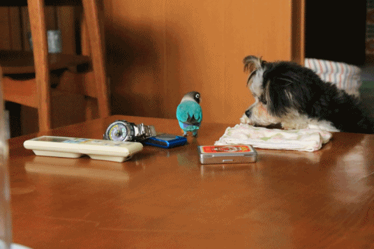 c0145250_10051193.gif