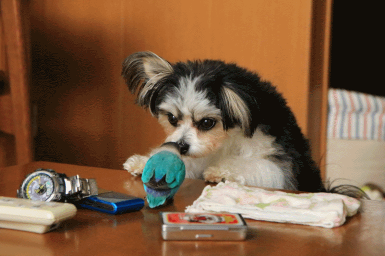 c0145250_10053481.gif