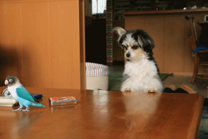 c0145250_10061001.gif