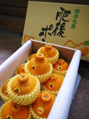 デコポン(肥後ポン)色づきました!熊本限定樹上完熟デコポン「ひのゆたか」は年内の発送が可能かも!!_a0254656_18195227.jpg