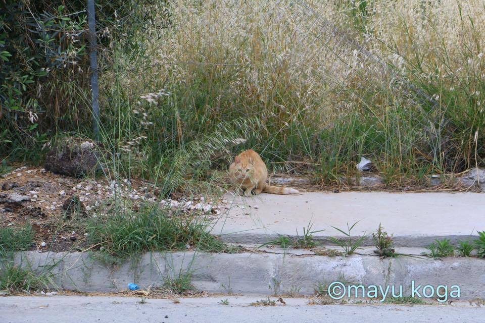 猫源郷_e0255060_01495240.jpg