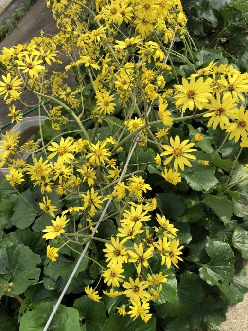 ツワブキの花 花言葉と語源 写真と短い文章 5 ツワブキの花 花言葉と語源 写真と短い文章 5