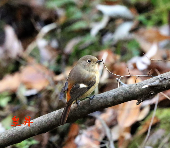 トラの次は私です　鳴くからここにいるのを見つけて、撮ってっよ　カチカチ鳴いたよ、わかったね　それでは他の場所に行くよ。_d0370867_15420741.jpg