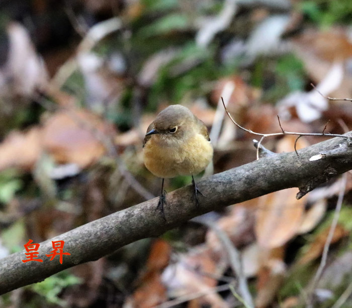 トラの次は私です　鳴くからここにいるのを見つけて、撮ってっよ　カチカチ鳴いたよ、わかったね　それでは他の場所に行くよ。_d0370867_15424934.jpg