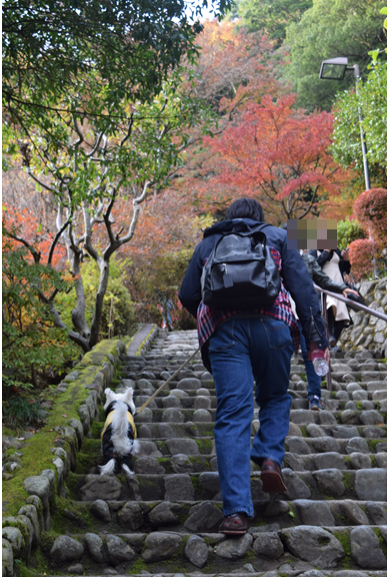 ♪ ダニエル 今年も高尾山に行ってきたよ～(^。^)y-.。o○ ♪_b0242873_12490106.png