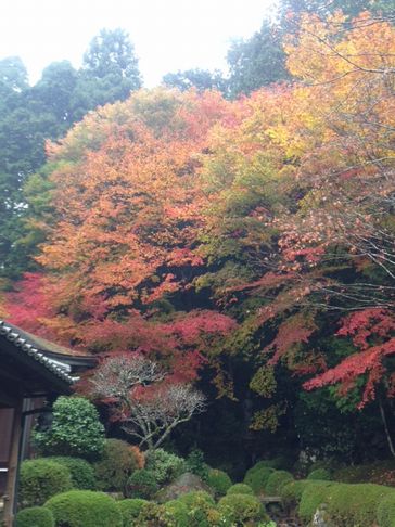 　京都　寂光院　聖護院・・・_d0082980_8434363.jpg