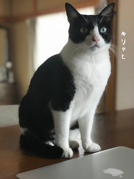 お利口ハッちゃん・・？？_a0216583_02181005.png