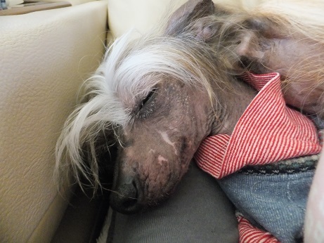 Resultado de imagen para 犬 chinese crested 眠っている