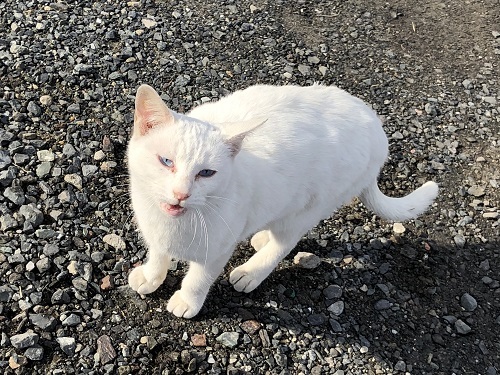 簑島かき直売所（行橋市簑島）_f0364707_22395635.jpg