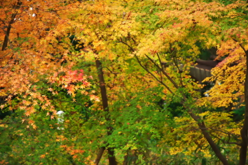 a0263109_19435311.jpg