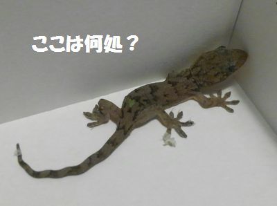 我輩はヤモタが大好きなのだ_e0234016_20043079.jpg